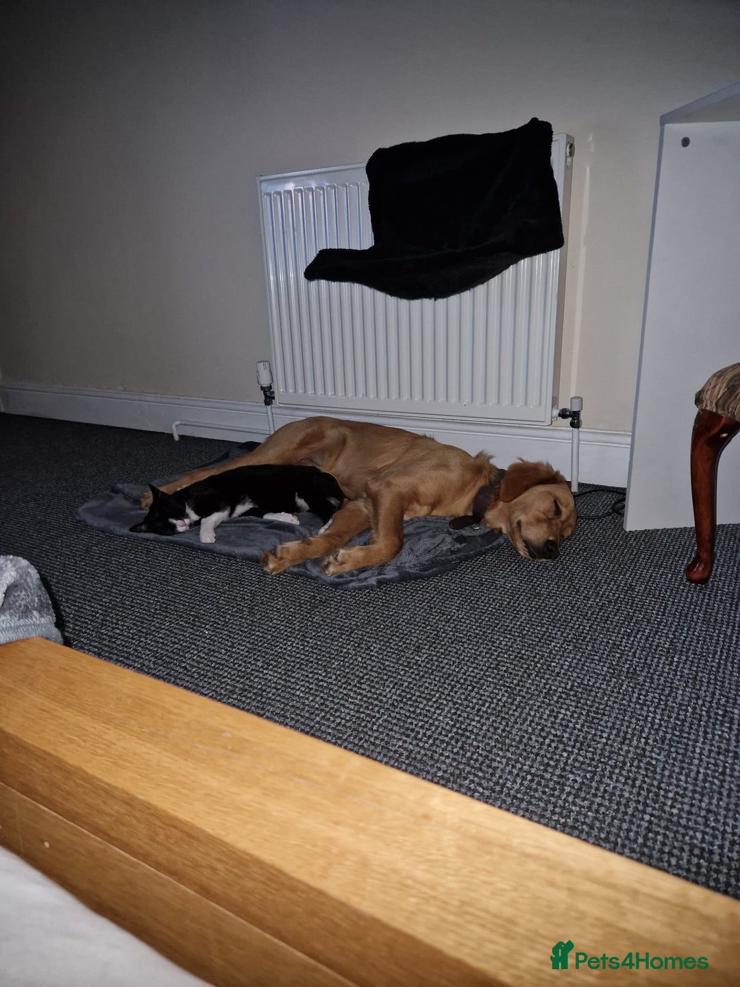 Golden Retriever dogs for sale: Golden retriver  - Advert 7