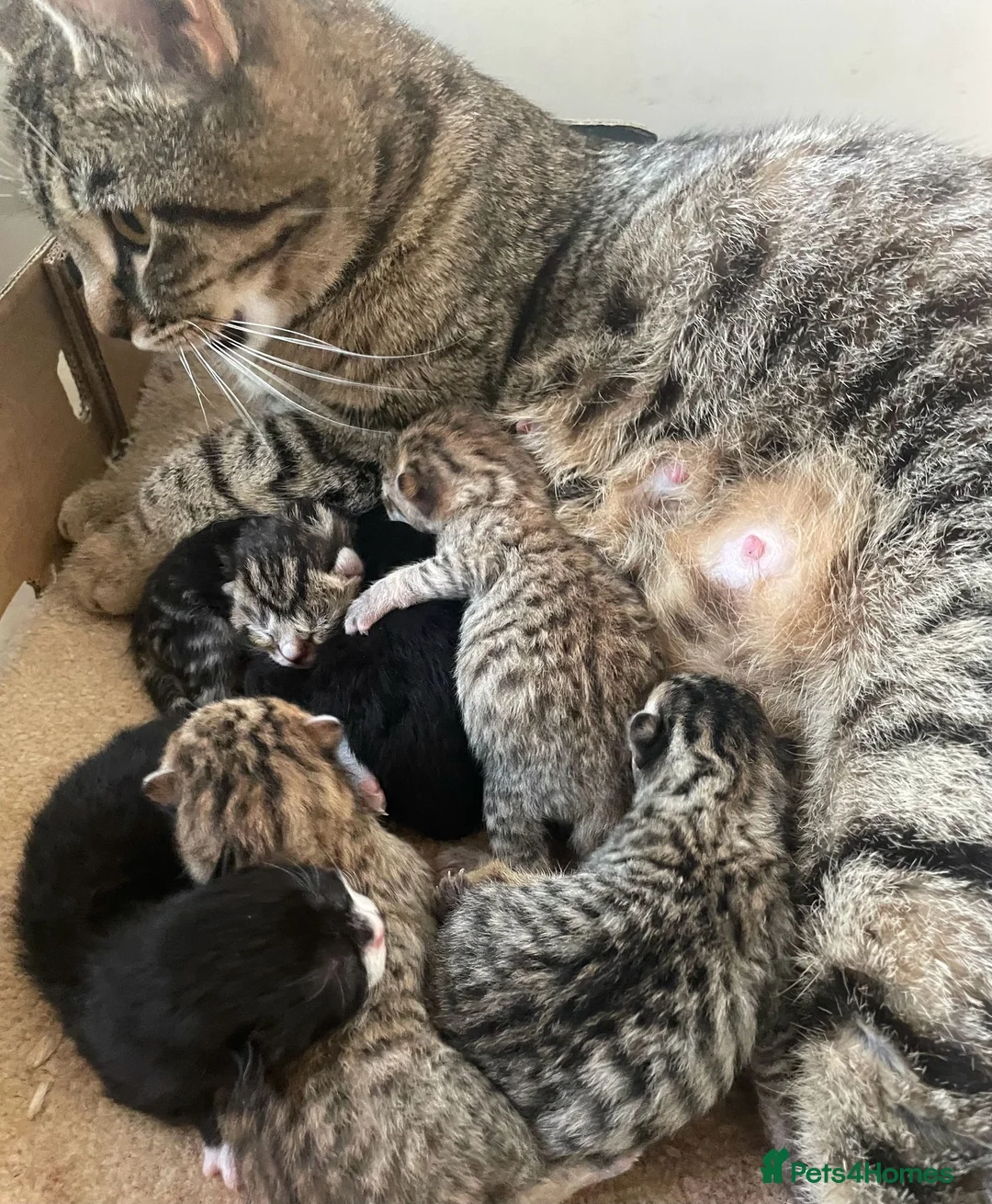 Mixed Breed cats for sale: 6 Beautiful Kittens - Advert 2