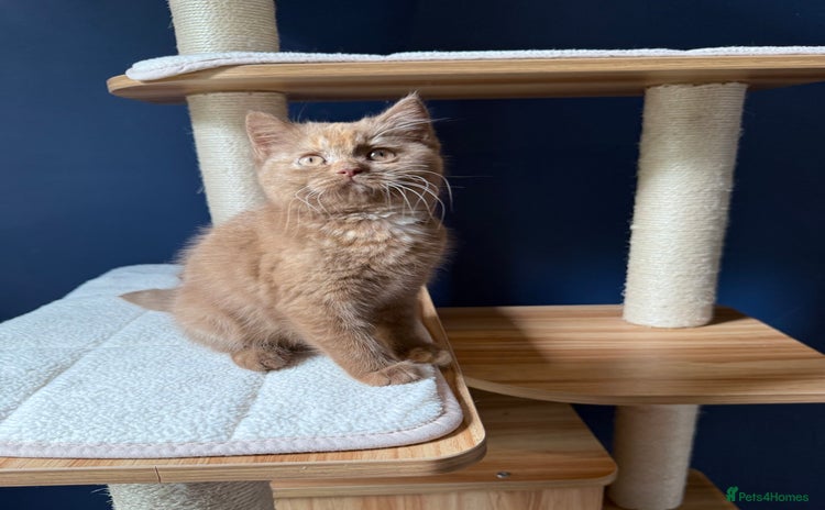 British Shorthair cats - Advert 4