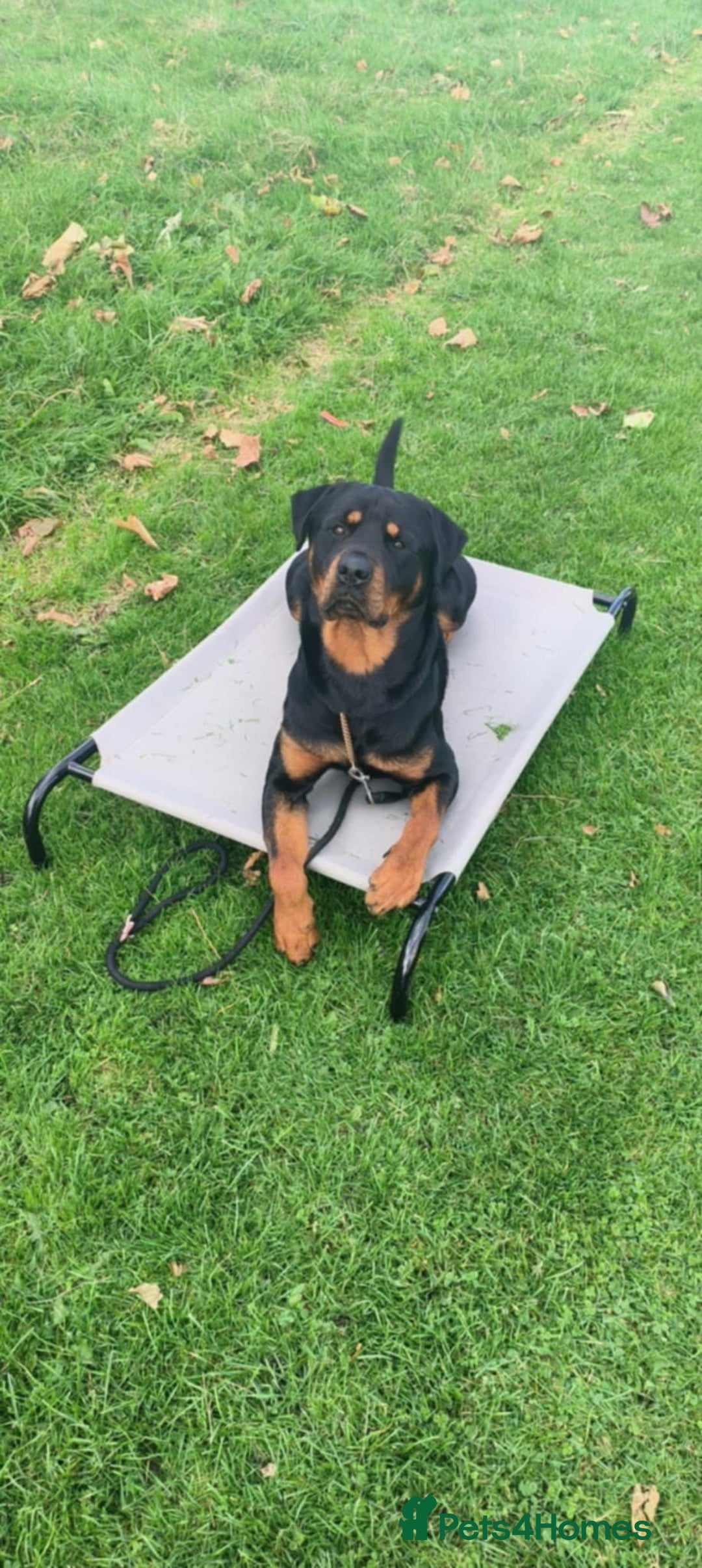 Rottweiler dogs for stud: Male rottweiler for stud. in Willenhall - Image 1