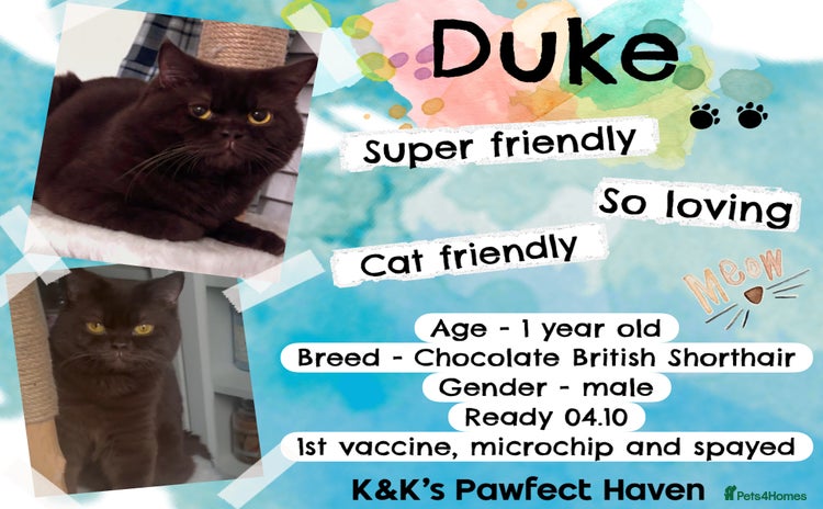Domestic Shorthair cats - Advert 1