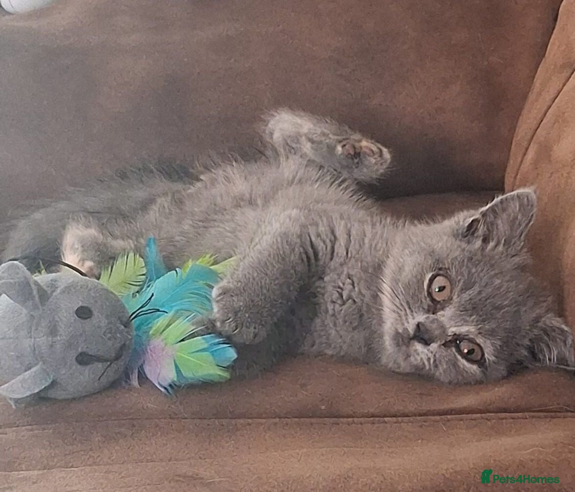 British Shorthair cats Gorgeous British short-hair kittens  - Advert 1
