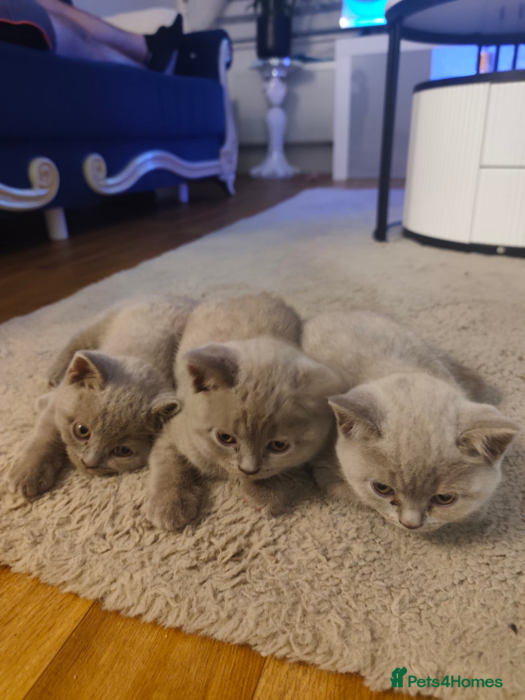 British Shorthair cats for sale: 🐾 4 Scottish Folds are looking loving homes ♥️💫 - Advert 3