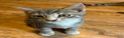 Mixed Breed cats for sale: Kittens for sale  - Advert 5