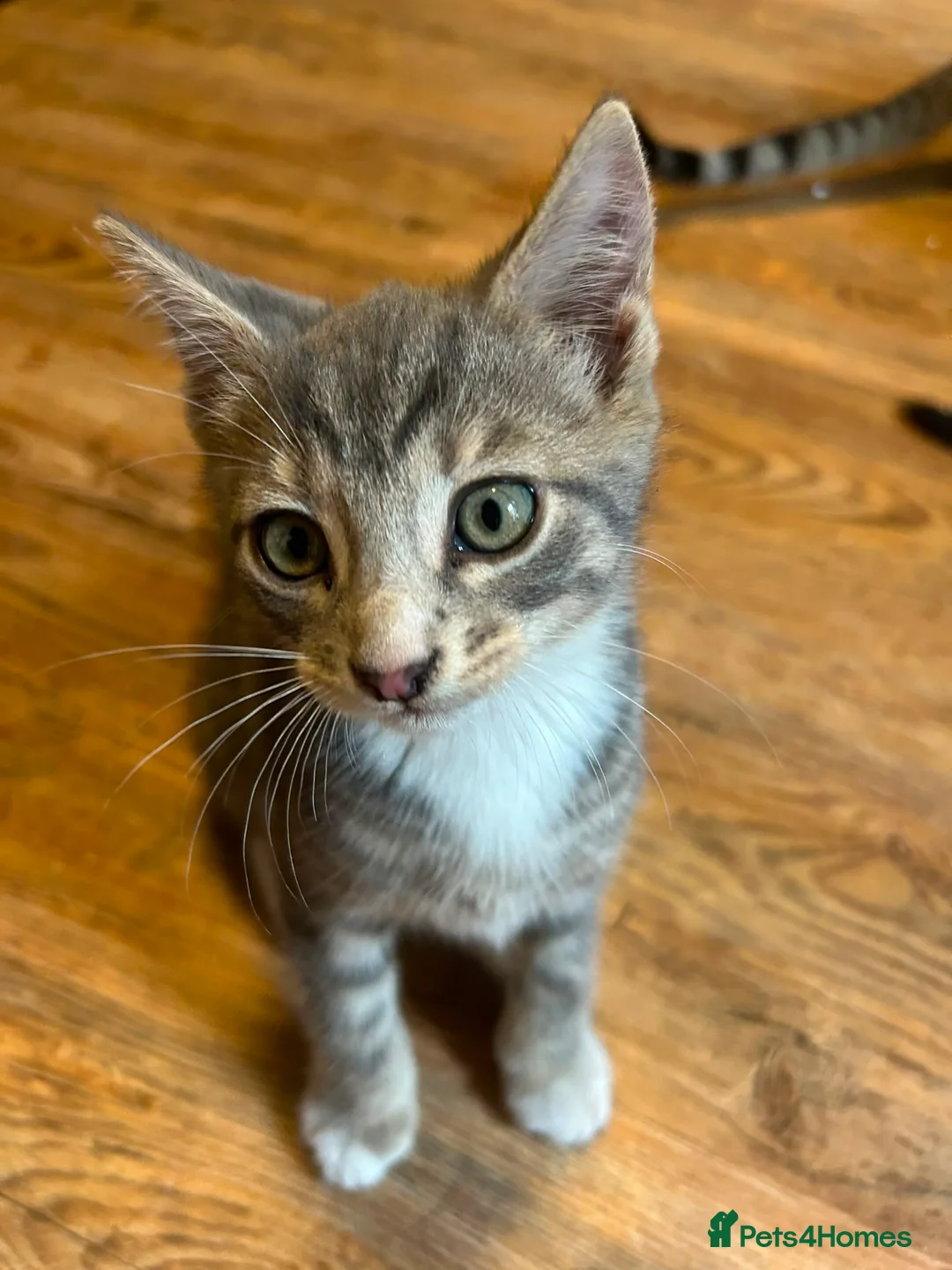 Mixed Breed cats for sale: Kittens for sale  - Advert 5