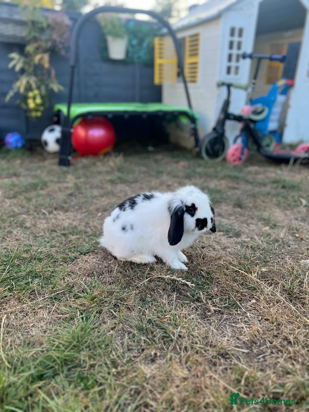 Mini Lop rabbits for sale: Beautiful Male rabbit - Advert 1