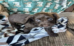 Cocker Spaniel dogs for sale: Beautiful cocker spaniel puppies  - Image 12