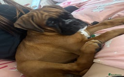 Boxer dogs for sale: Much loved 8 month old  - Image 16