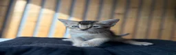 Abyssinian cats for sale: British x Abyssinian Kittens ONLY 2 left !  - Advert 22