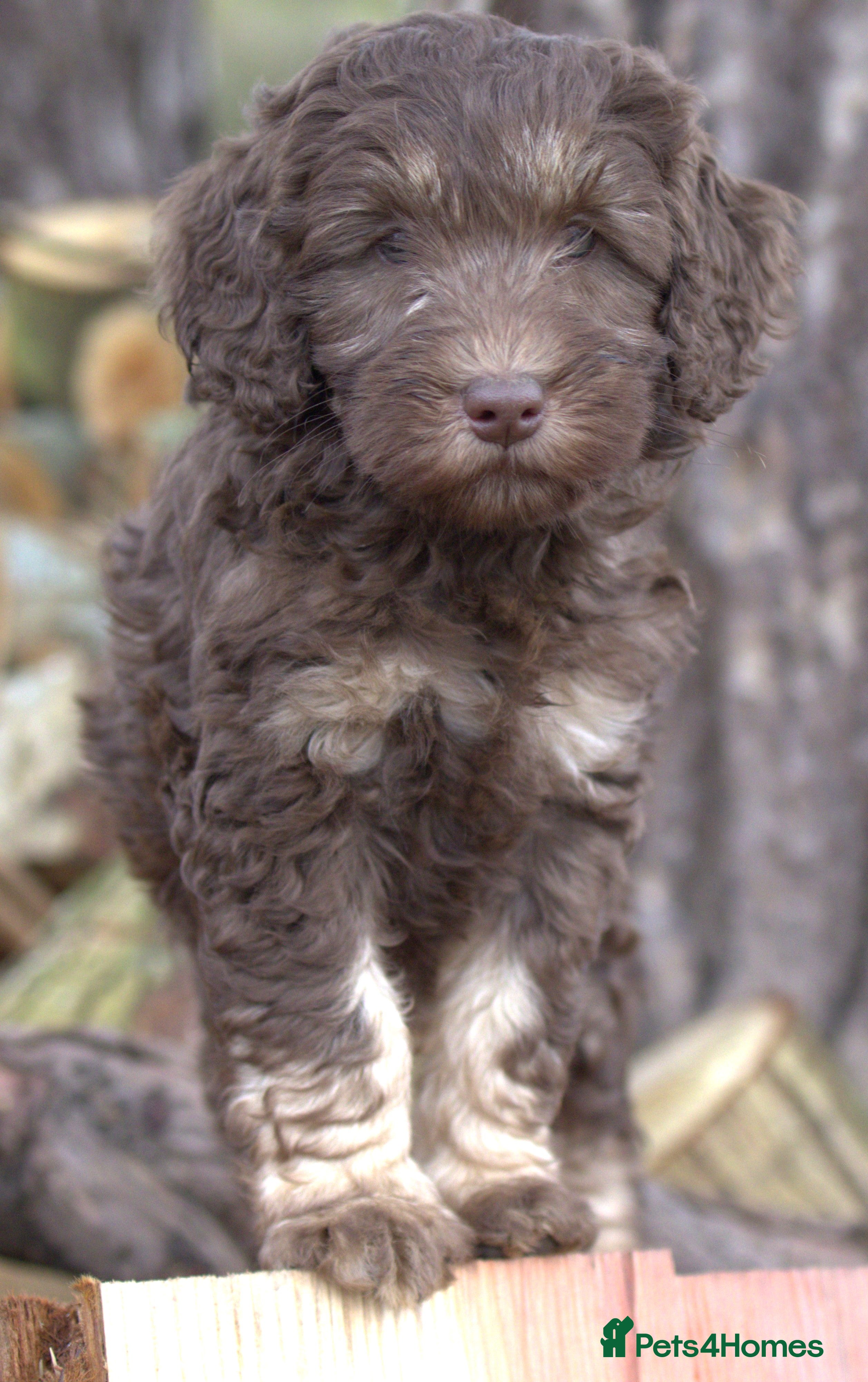 Labradoodle dogs 🐾🌈 Bred for Potential, Raised for Resilience🐾🌈 - Advert 15