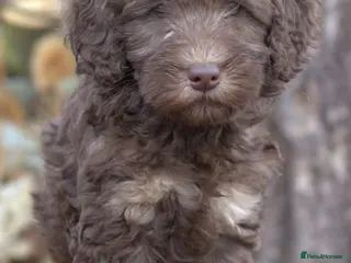 Labradoodle dogs 🐾🌈 Bred for Potential, Raised for Resilience🐾🌈 - Advert 7