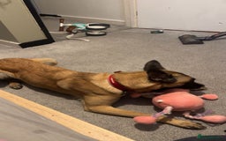 Belgian Shepherd Dog dogs for sale: Beautiful Mali  - Advert 6