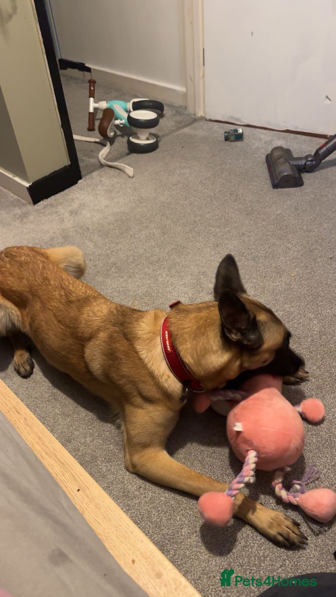 Belgian Shepherd Dog dogs for sale: Beautiful Mali  - Advert 6