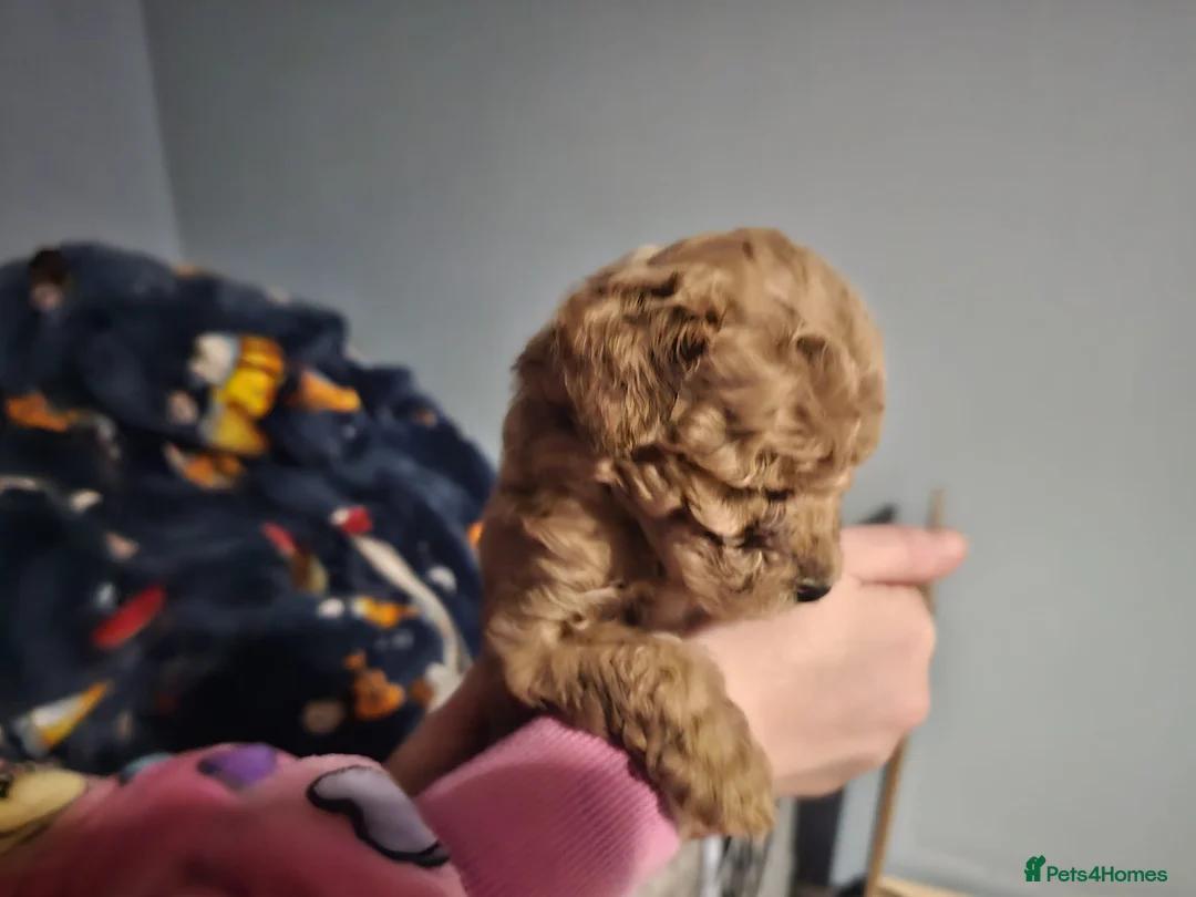 Cockapoo dogs for sale: Cockapoo puppies for sale - Advert 3