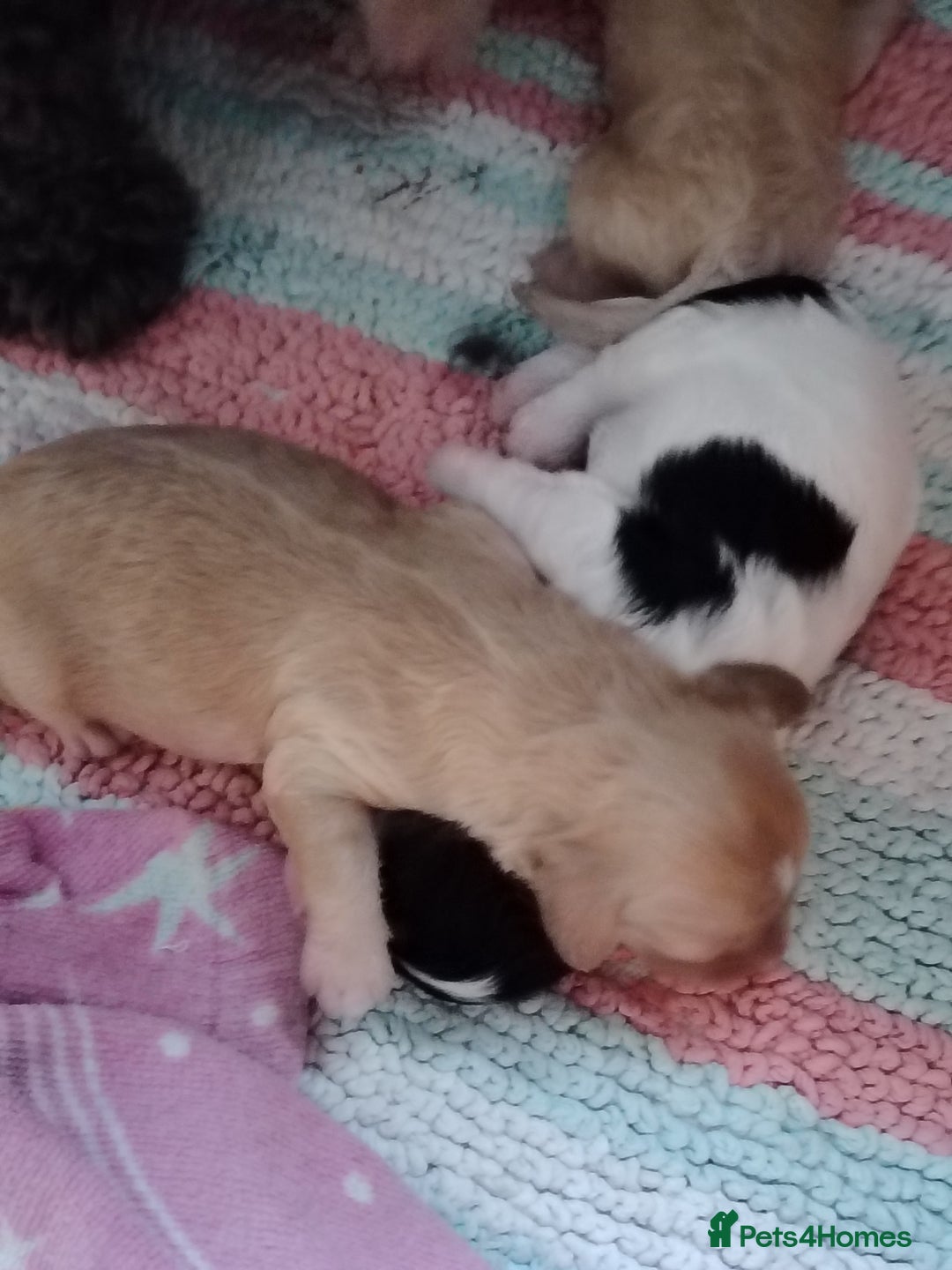Cavapoo dogs for sale: Stunning tri coloured teddy bear Cavapoos x 6  - Advert 16