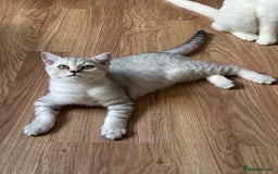 British Longhair cats for sale: Gorgeous British Longhair & Shorthair Kittens - Image 21
