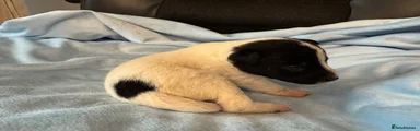 Jack Russell 3