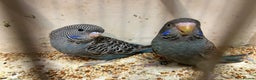Budgerigars birds for sale: Black face, Black wing, splits, hogoromo budgies  - Advert 18