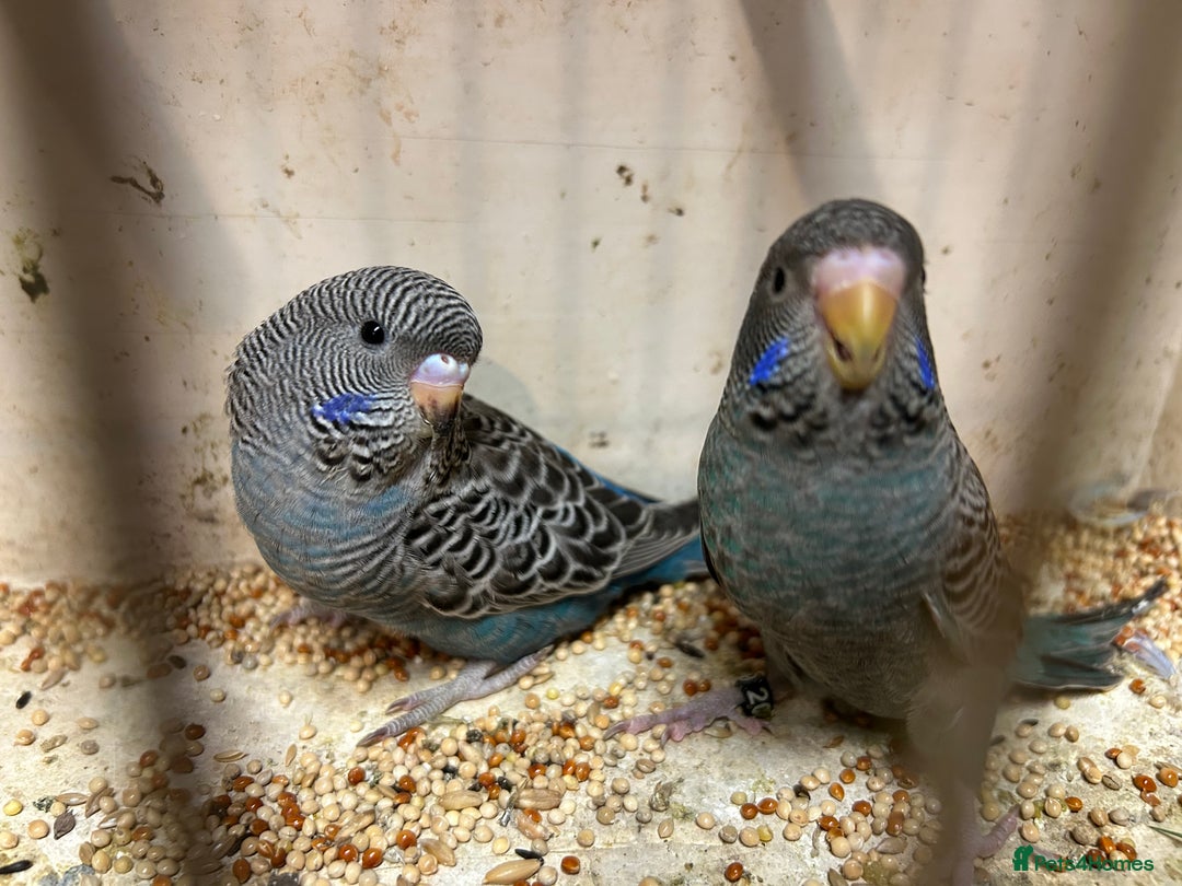 Budgerigars birds for sale: Black face, Black wing, splits, hogoromo budgies  - Advert 18