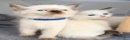 Ragdoll cats for sale: Purebred Ragdoll Kittens  - Advert 40