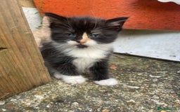 Mixed Breed cats for sale: Kittens for sale  - Image 9