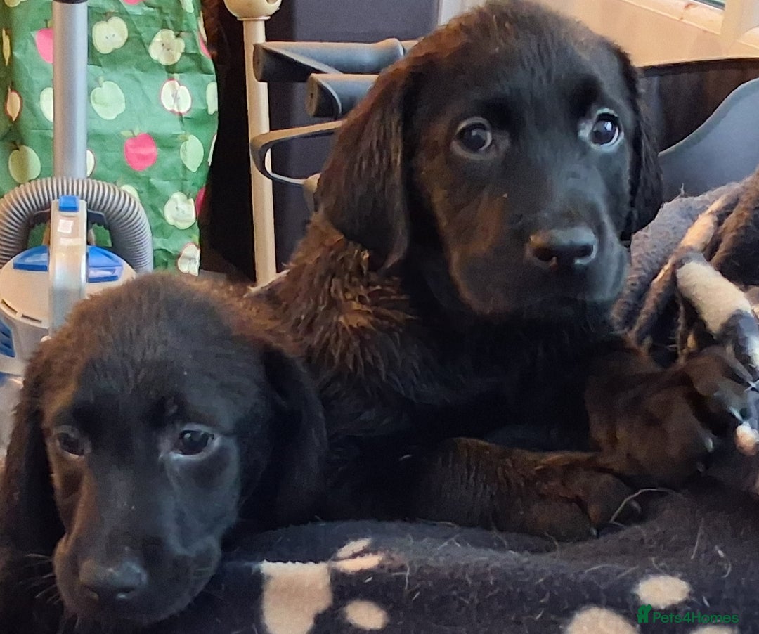 Labrador Retriever dogs for sale: Stunning big pedigree labrador puppies - Advert 8