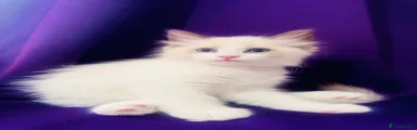 Ragdoll 3
