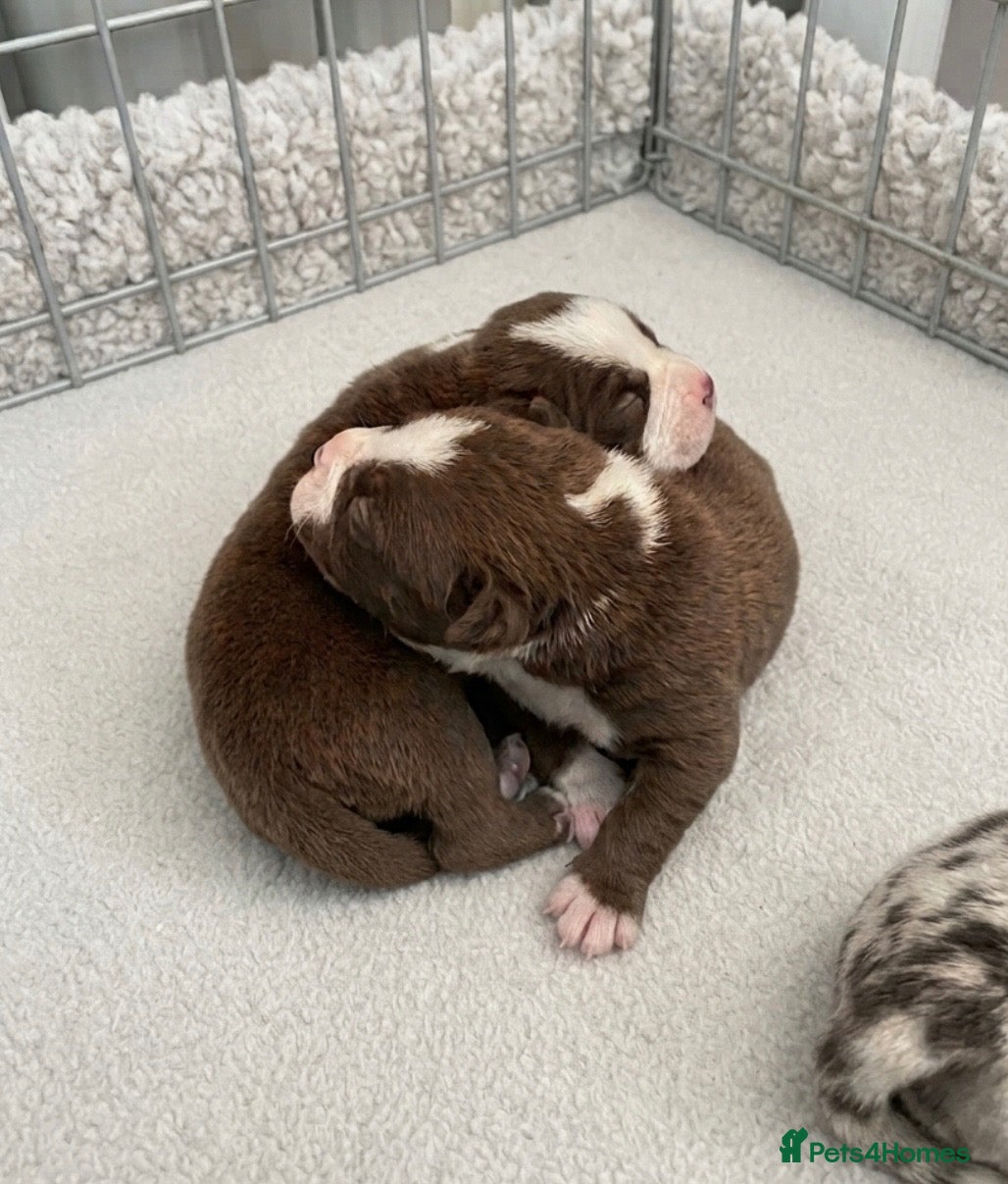 American Bully dogs 4 ABKC unreal pocket/micro bully’s - Advert 6