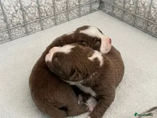 American Bully dogs 4 ABKC unreal pocket/micro bully’s - Advert 6