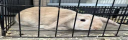 French Lop rabbits for sale: 5 month old girl. - Advert 3