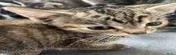 Bengal cats for sale: Soft Bengal X Kittens With Gold Glitter Gene - Advert 13