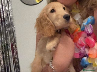 Cocker Spaniel dogs Show Cocker spaniel - Advert 5