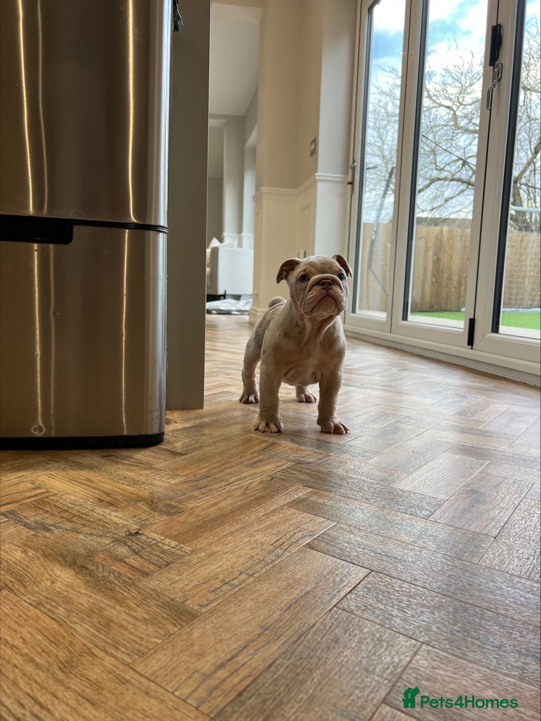 English Bulldog dogs for sale: Beautiful Female Merle English Bulldog Puppy - Advert 4