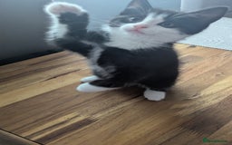 Mixed Breed cats for sale: **2 kittens left*** Beautiful litter - Image 13