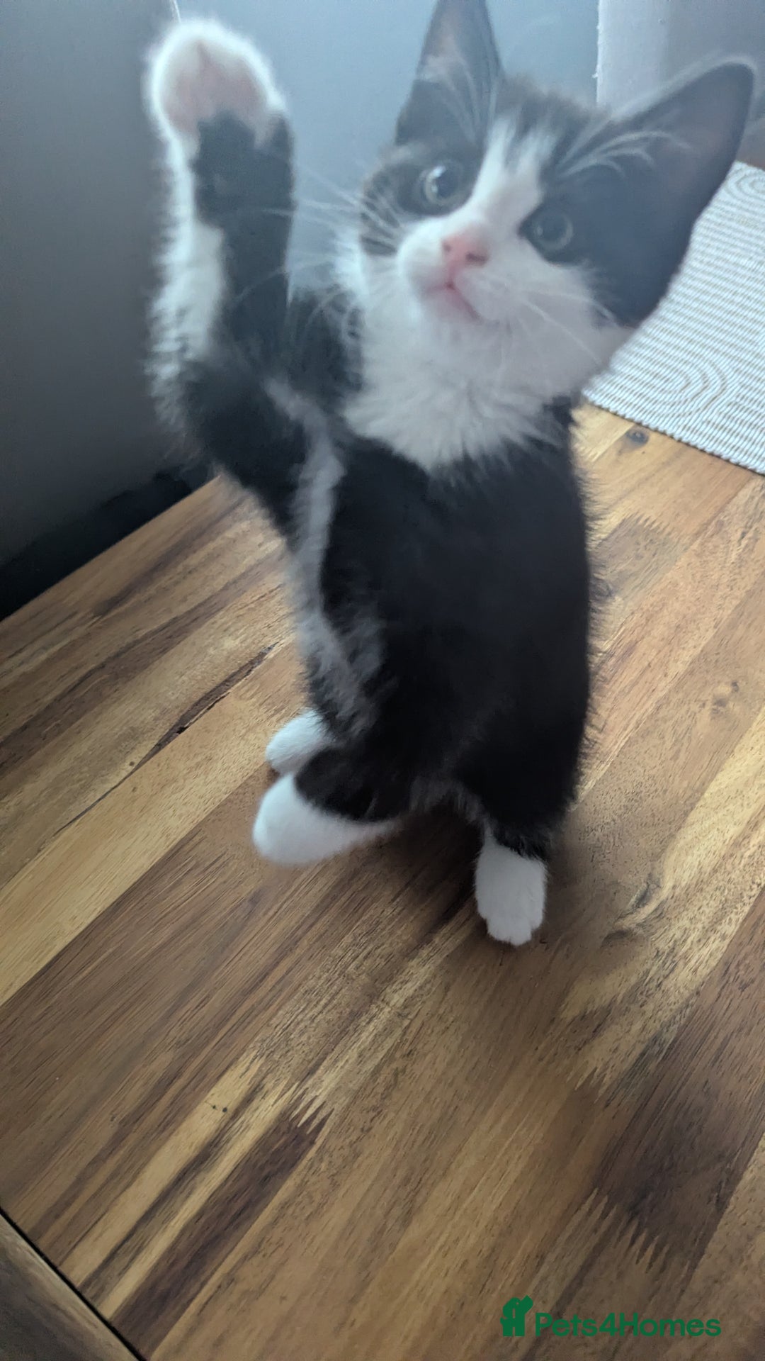 Mixed Breed cats for sale: **2 kittens left*** Beautiful litter - Image 13
