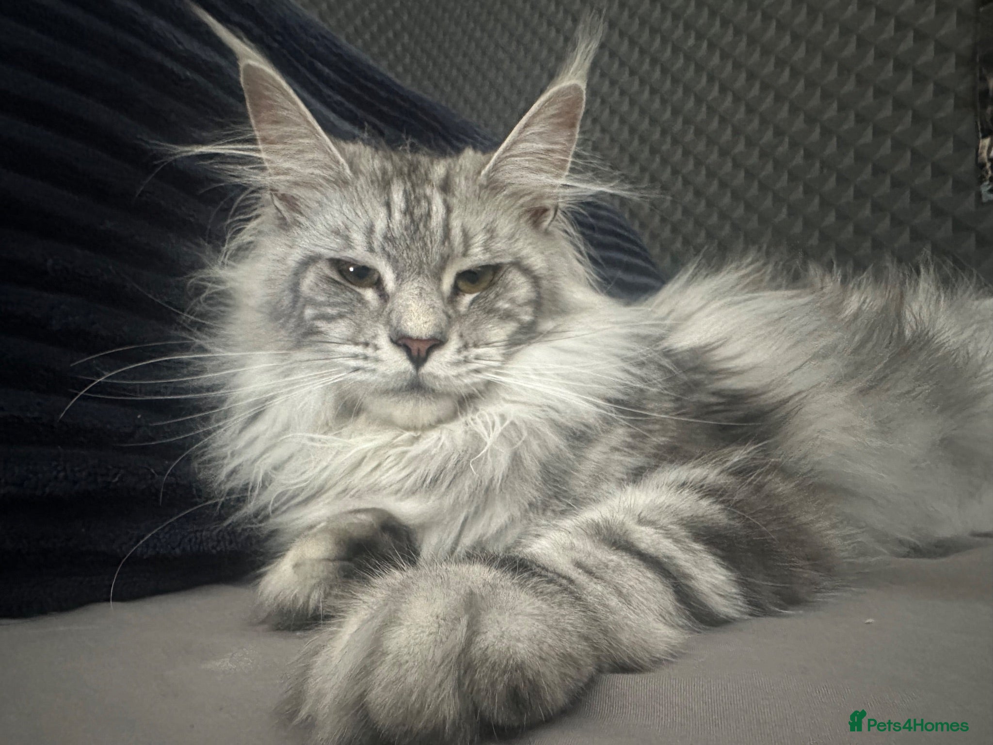 Maine Coon cats Beautiful tica registered mainecoon babies  - Advert 1