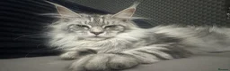 Maine Coon cats for sale: Beautiful tica registered mainecoon babies  - Advert 2