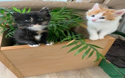 Mixed Breed cats for sale: Two girls and a boy Kuril bobtail mix - Image 9