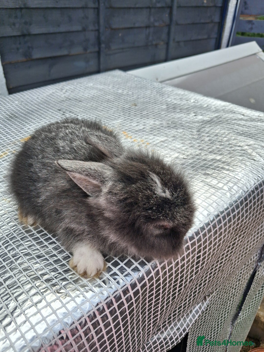 Lionhead rabbits for sale: lionhead bunnies  - Image 11