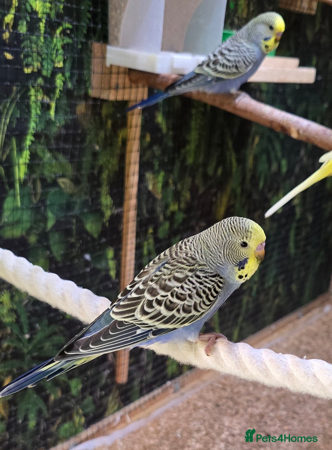 Budgerigars birds for sale: Yellow Lutino budgies. - Image 14