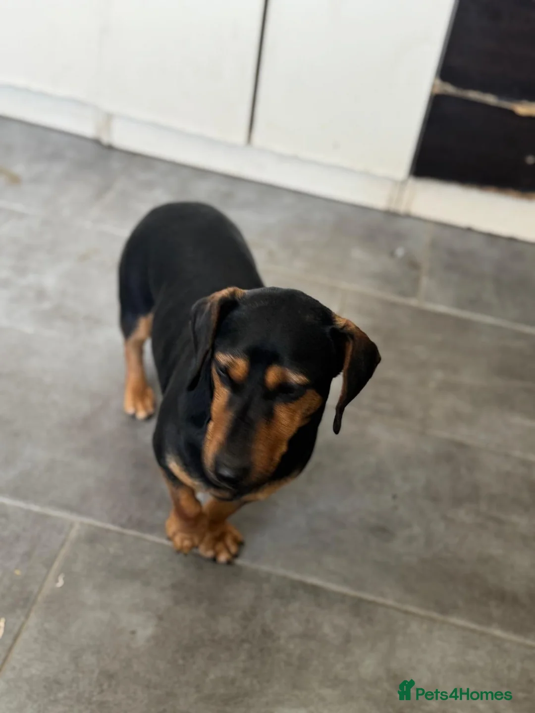 Mixed Breed dogs for adoption: SWEET Kitty Looking for LOVE - Advert 16