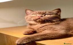 British Shorthair cats for sale: Champion line kittens  - Advert 11