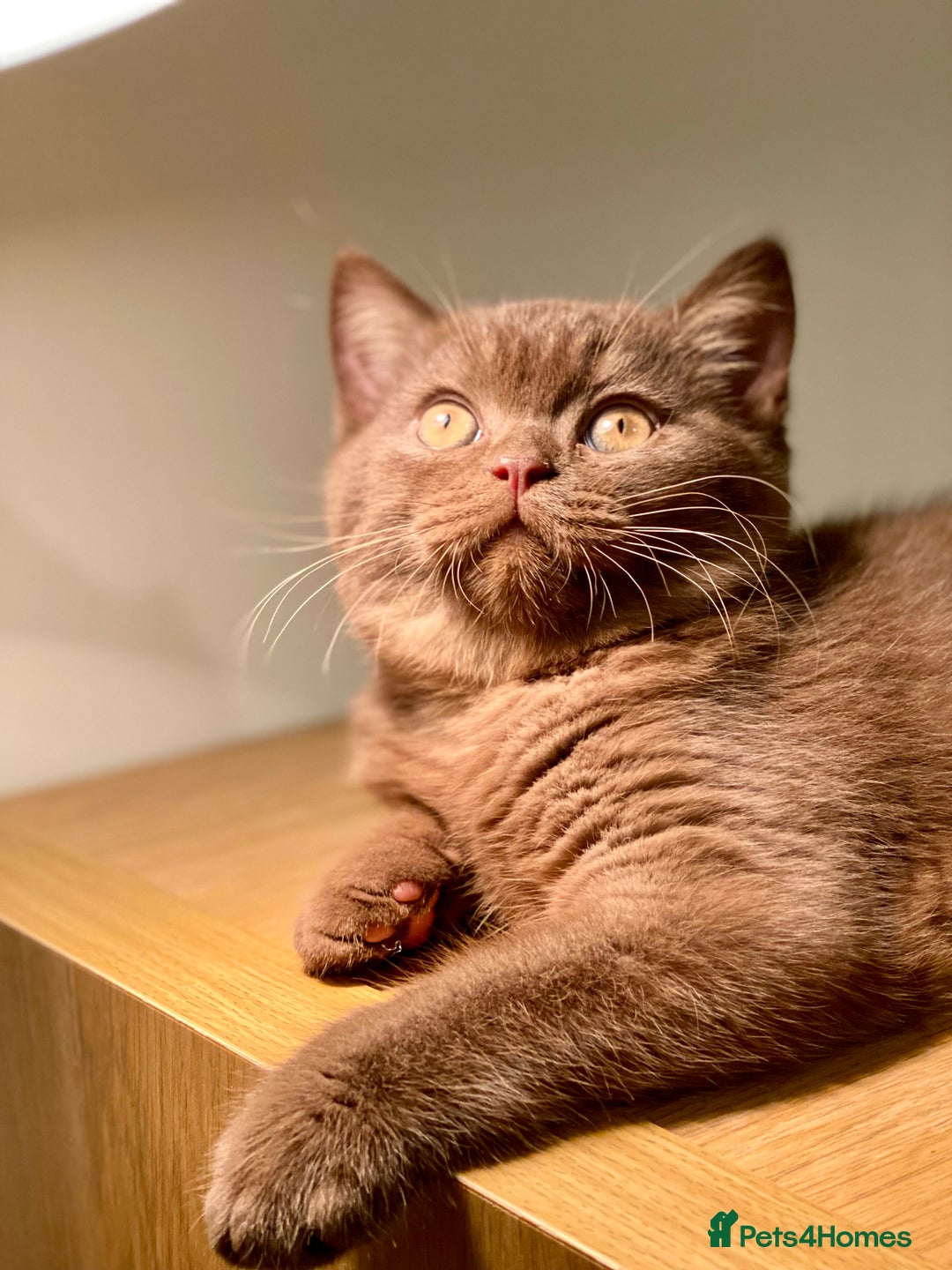 British Shorthair cats for sale: Champion line kittens  - Advert 11