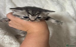 British Shorthair cats for sale: British shorthair kittens - Image 4