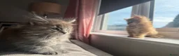 Maine Coon cats for sale: Pedigree / tica Maine coon kittens - Advert 10