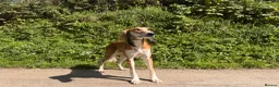 Saluki dogs for stud: Kc saluki male for stud  - Advert 1