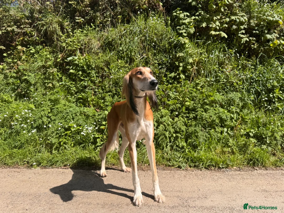 Saluki dogs for stud: Kc saluki male for stud  - Advert 1