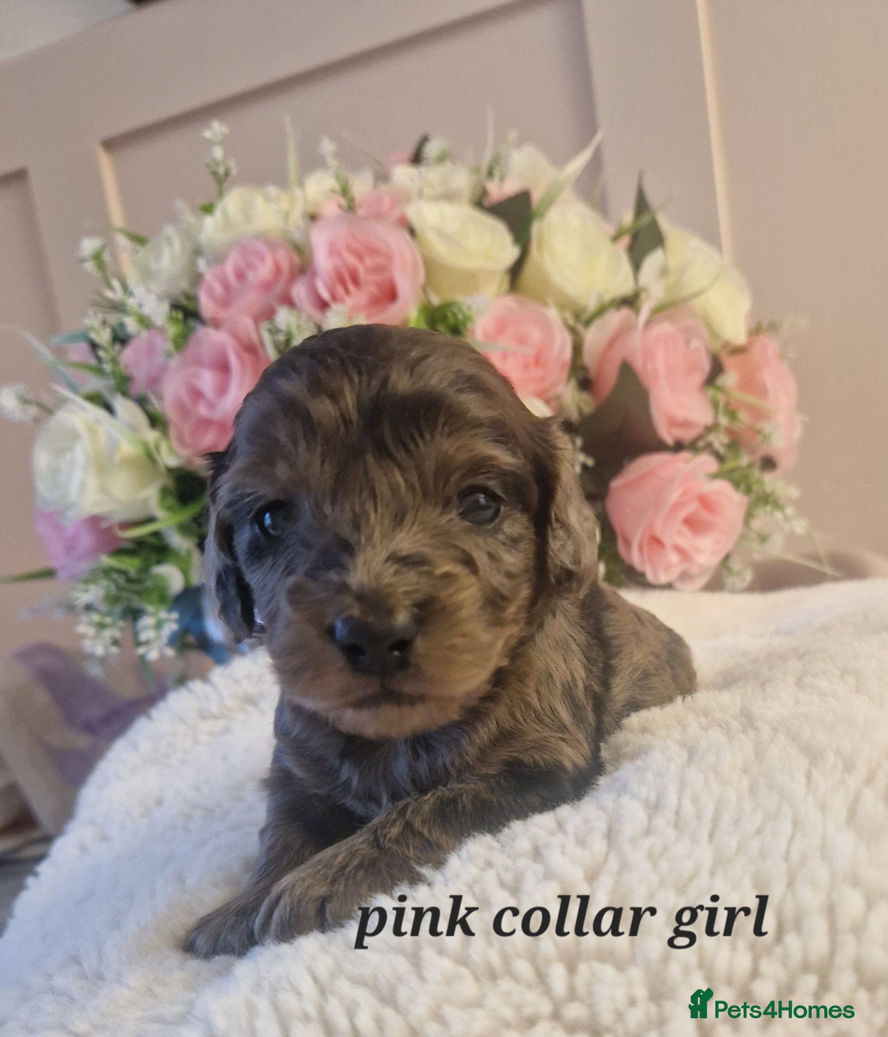 Doxiepoo dogs Daxipoo puppies  - Advert 2