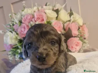 Doxiepoo dogs Daxipoo puppies - Advert 2