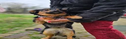 Mixed Breed dogs for adoption: ❤️🐶 LOLLY – GENTLE HEART, HAPPY SOUL in Burton-on-Trent - Advert 12